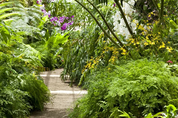 Including Fern Species Planted Garden — Foto de Stock