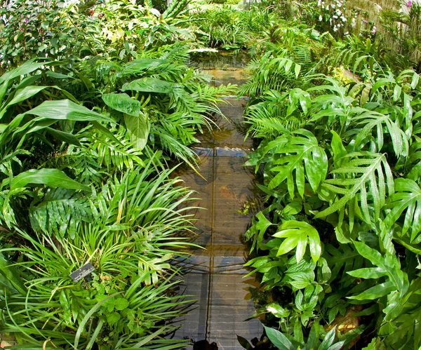 Including Fern Species Planted Garden — Foto de Stock