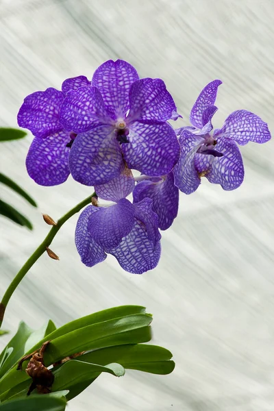 Purple Orchids Planted Garden — Foto de Stock