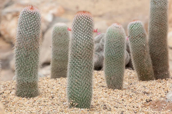 Szárazságtűrő Kaktusz Kertben — Stock Fotó