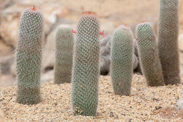 Drought Tolerant Cactus Garden — ストック写真