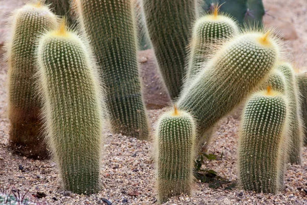 Drought Tolerant Cactus Garden — Stock Photo, Image