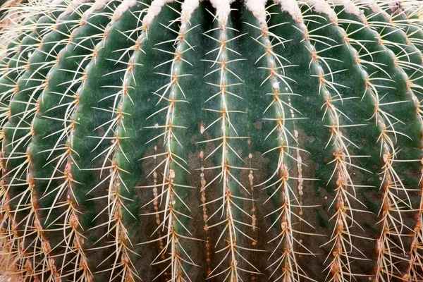 Bahçede kuraklığa dayanıklı kaktüs