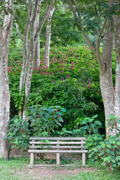 Paesaggio Giardino Sentiero Nel Giardino — Foto Stock