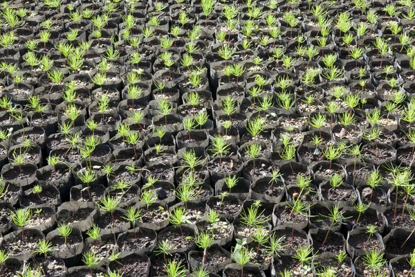 Saplings National Park Planting Plots — Fotografia de Stock