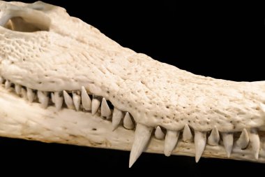 Timsahın iskeleti sırtından ayrılabilir..