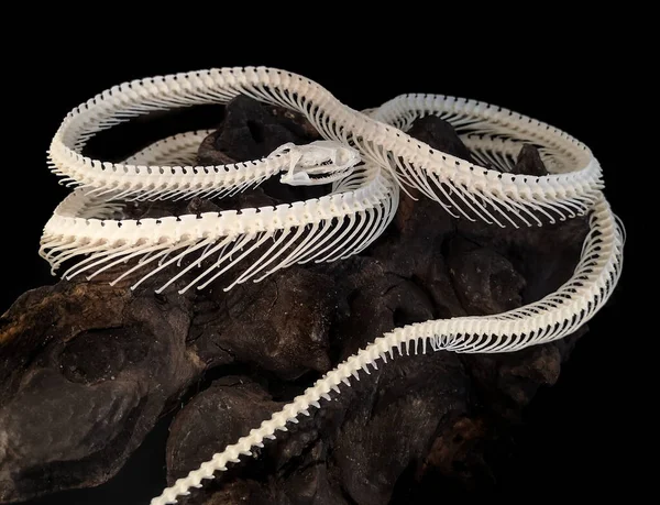 Pitonun iskeleti arkada izole edilmiş..