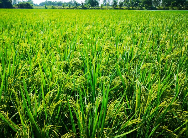 Rice Seedlings Rice Fields — Stock Photo, Image