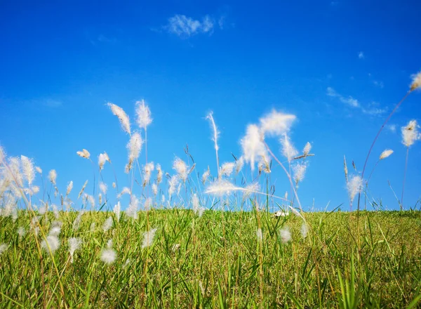 Trees and grasses on the sky background