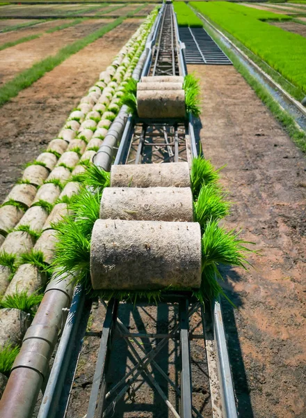 Rice Plant Conveyor Field Transported — Stock Photo, Image