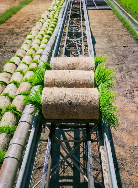 Rice Plant Conveyor Field Transported — Stock Photo, Image