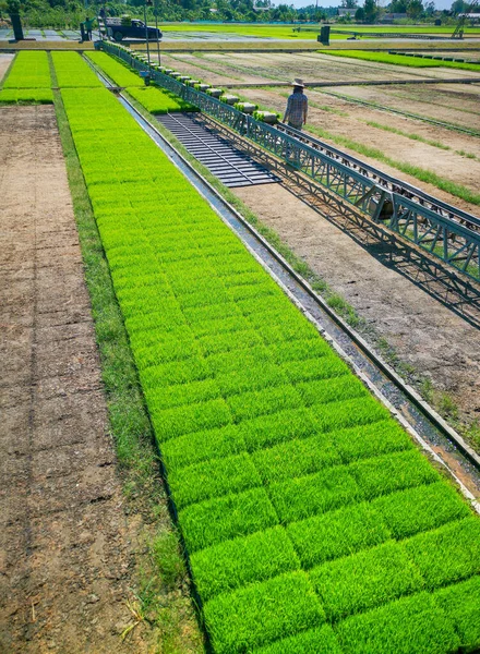 Rijstfabriek Transportband Het Transporteren Veld — Stockfoto