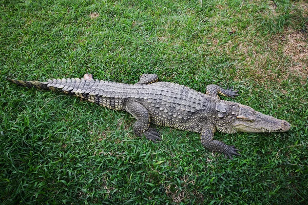 Les Crocodiles Bronzent Sur Herbe Dans Beaux Animaux — Photo