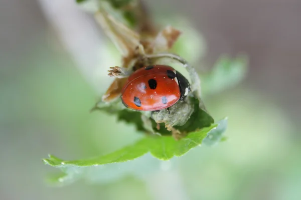 Mariquita en una brizna de hierba — Foto de Stock