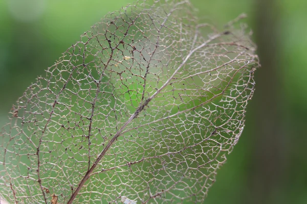 Texture détaillée des feuilles sèches - squelette — Photo
