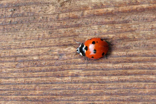 Macro van lieveheersbeestje op oude houten oppervlak — Stockfoto