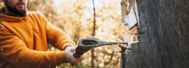 Büyük bir ağacı kesen oduncu, kırıntılar uçar. Geniş resim