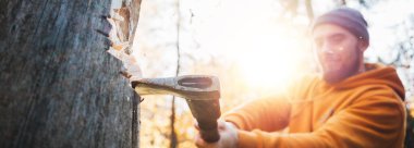 Elinde balta olan güçlü ve vahşi oduncu ormanda ağaç kesiyor, odun parçaları uçuyor. Geniş resim