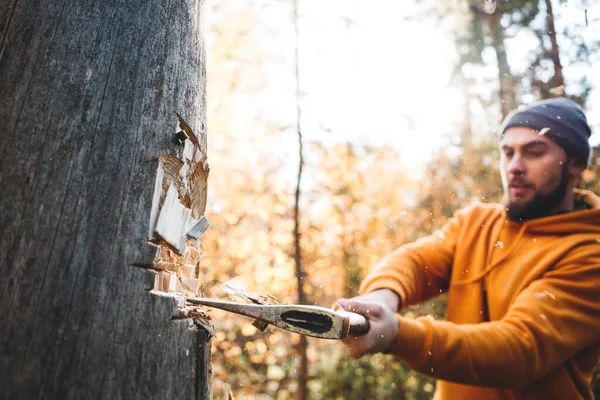 Silný Dřevorubec Pokácel Strom Pomocí Sekery Muž Řezník Práce Lese — Stock fotografie