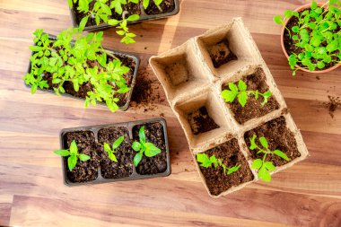 Ahşap bir arka planda, birçok yeşil bitki ve çömleğin üst görüntüsü..