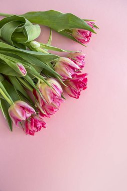 Güzel pembe çiçekler, açık beyaz arka planda üst manzara, kartpostallar için uygun. Dikey resim