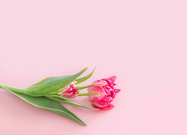 Beautiful pink flowers, top view on a light white background, suitable for postcards. Vertical picture