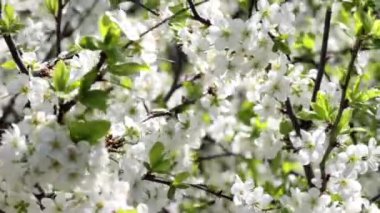 Güzel çiçek açan elma bahçesi. Bahar, güneşli hava
