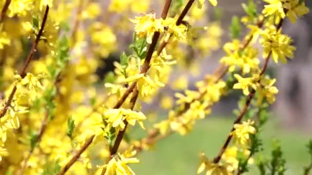4Kビデオ。青い空に対する美しい黄色の茂み — ストック動画