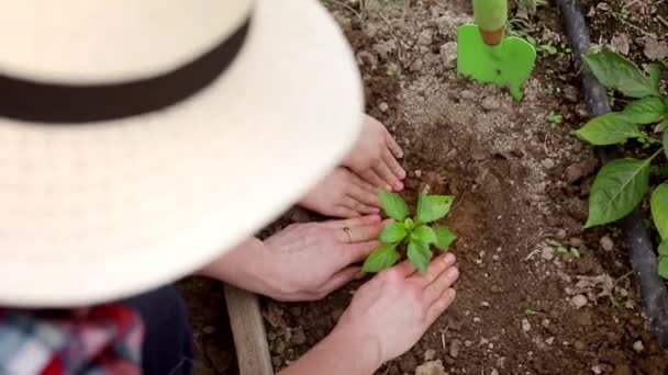 Женщина и маленький ребенок растят саженцы в земле вместе. Мальчик помогает матери ухаживать за садом — стоковое видео