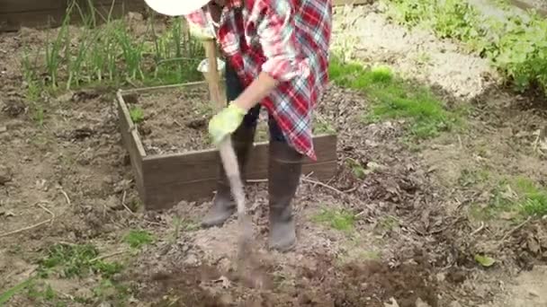 De vrouw graaft de grond met een schop. Vrouw die voor haar tuin zorgt, niet graven, onkruid, moestuin — Stockvideo