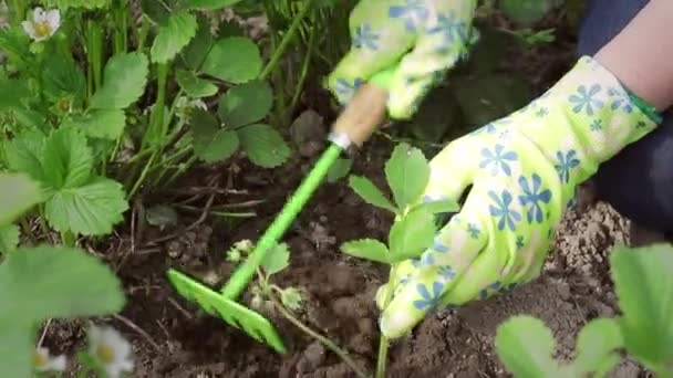 A woman is loosening the ground in green gloves. Strawberry blossoms — Stock Video