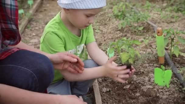 Kobieta z małym chłopcem sadzi sadzonki w szklarni. Chłopiec sadzący kiełek pieprzu w ziemi. Mama uczy syna sadzić warzywa w ziemi — Wideo stockowe