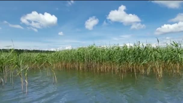 Uzun yeşil çimenler rüzgarda sallanıyor, mavi nehir arka planında. Kıyıda dinlenir, balık tutarız. — Stok video