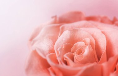 Güneş ışınlarında pembe bir gülün çok yakın plan çekimi, soyut bir arka planda, yaprakların üzerinde su damlaları var. Kozmetoloji, spa, gül yağı. Makro fotoğrafçılık