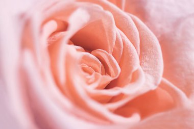 Makro fotoğraf, pembe gül yakın plan. Kozmetolojide kullanılacak gül yağı