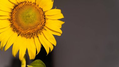 Ayçiçeği doğal arka plan. Çiçek açan ayçiçeği. Ayçiçeğinin yakın çekimi. Tayland 'da