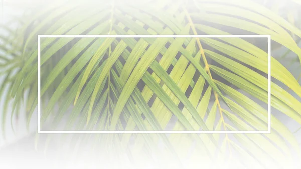Dypsis Lutescens Kavramı Beyaz Çerçeveli Yeşil Soyut Doku Doğal Arka — Stok fotoğraf