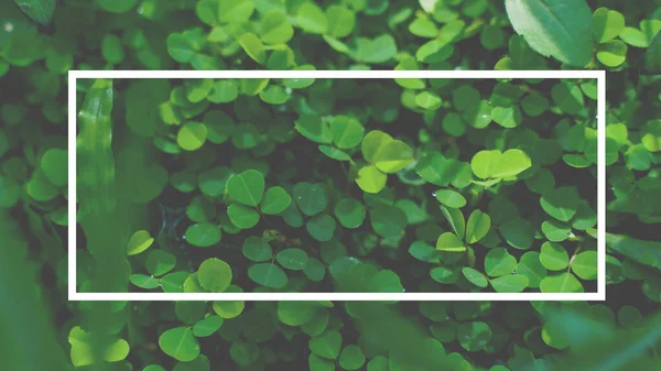 Kwadratowa Rama Kreatywny Układ Wykonany Zielonych Liści Tła Puste Miejsce — Zdjęcie stockowe