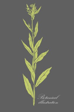 Doğal arka plan. Organik botanik tasarım şablonu. Enginarın el çizimi Vektör illüstrasyonu