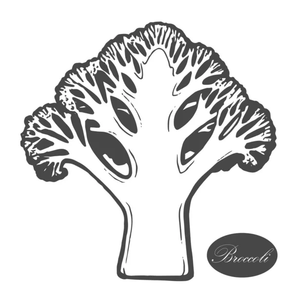 Broccoli logo. Biologisch voedsel. Biologisch botanisch ontwerp template. Handgetekende vectorillustratie — Stockvector