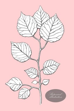 Organik botanik tasarım şablonu. El çizimi Vektör Dalı illüstrasyonu