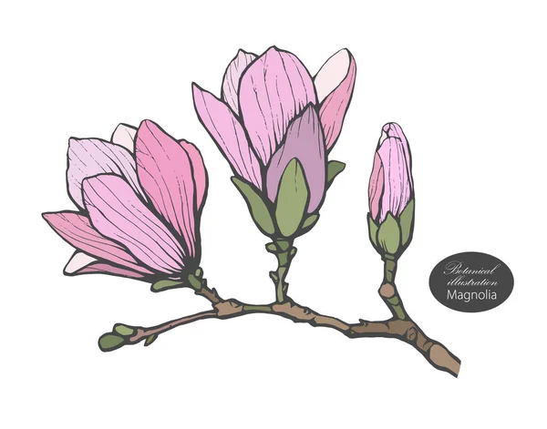 Органический шаблон ботанического дизайна. Цветочная иллюстрация векторного цвета магнолии — стоковый вектор