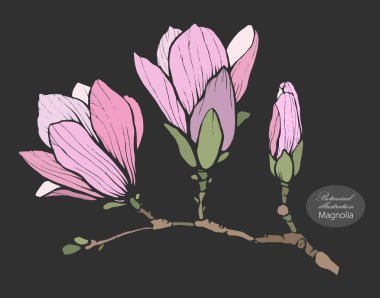 Organik botanik tasarım şablonu. El çizimi Vektör renk manolya çiçeği çizimi