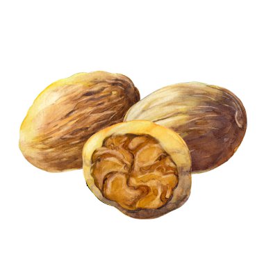 Beyaz arka planda üç hindistan cevizi izole edilmiş. Suluboya el çizimi çizimi.