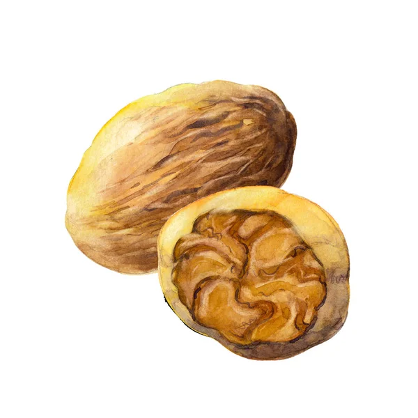Due Nutmegs Isolati Sfondo Bianco Illustrazione Disegnata Mano Acquerello — Foto Stock
