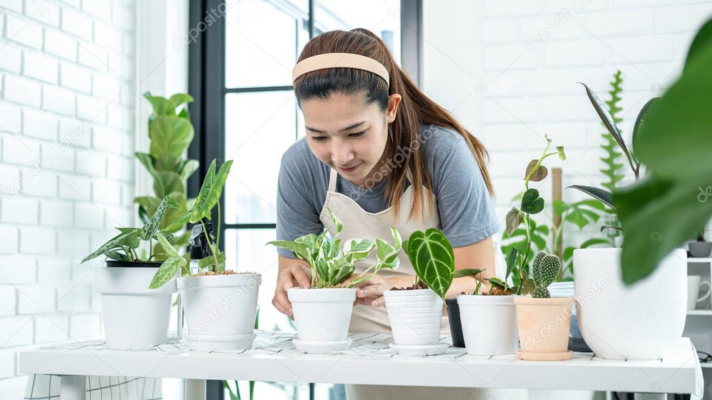 Asian woman gardener in casual clothes, taking care for plants after transplanting plant into new pot in the room at home while hobby activity, Concept of home garden