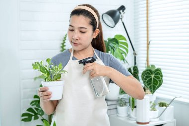 Asyalı kadın bahçıvan elinde bir saksı bitki tutuyor ve evdeki bitkilere gübre suyu püskürterek ev bahçesi kavramını, hobi aktivitesini ayakta tutuyor.