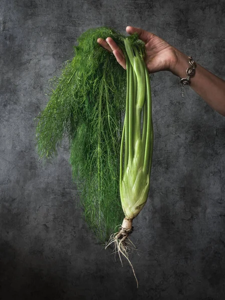 Mano che tiene bulbo di finocchio con foglie su sfondo scuro. — Foto Stock