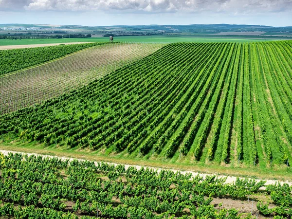 Vista Sui Vigneti Della Moravia Meridionale Estate Vicino Villaggio Zajeci — Foto Stock