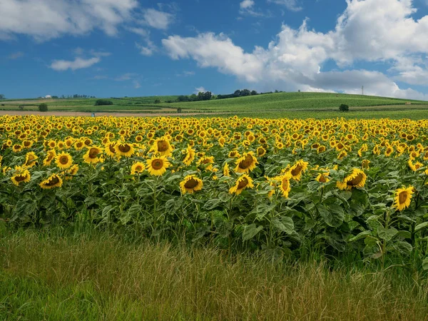 Belo campo de girassóis durante o dia quente de verão com colinas no fundo. — Fotografia de Stock